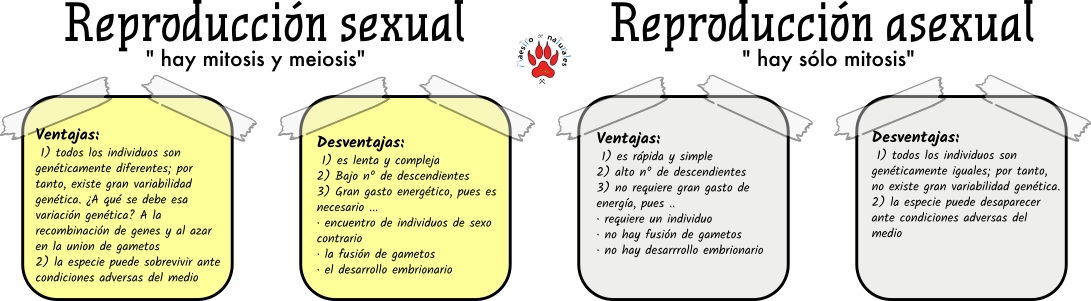 Tema 12.7 Ventajas Y Desventajas De La Reproducción Sexual